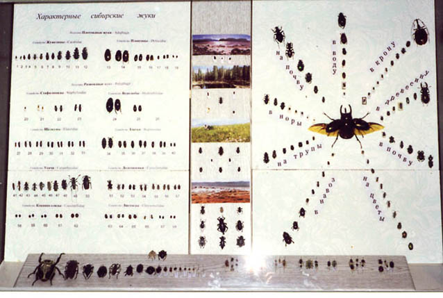 Beetles: biodiversity and living forms, general view of the exposition, color photo