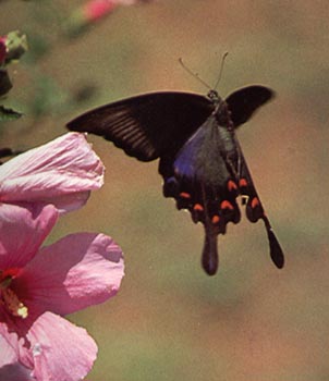 Maack's Swallowtail, color photo