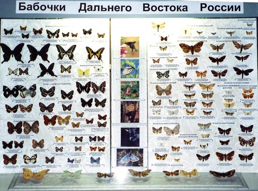 Butterflies and moths of the Russian Far East, color photo of the exposition