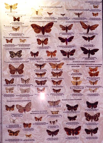 Butterflies and Moths of the Russian Far East, right side of the exposition, color photo
