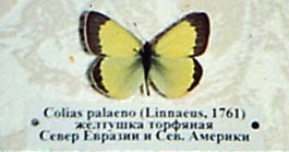 Moorland Clouded Yellow, color photo