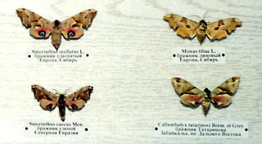 hawk moths, color photo
