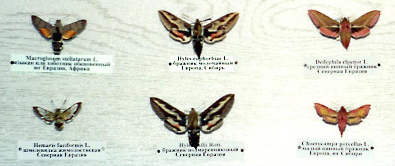 hawk moths, color photo