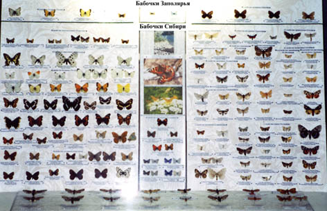 Butterflies and moths from Siberia and the Far North, general view of the exposition, color photo