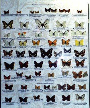 Butterflies from Siberia, left side of the exposition, color photo