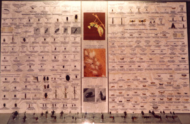 Insect order diversity, general view of the exposition, color photo