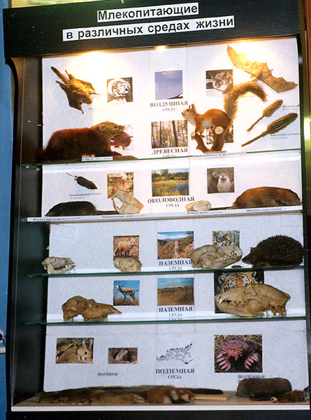 Mammals in different environments, general view, colour photo