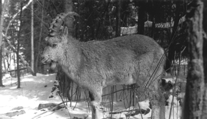 Capra ibex, photo