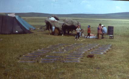 marmot skins are dried on the ground, color photo