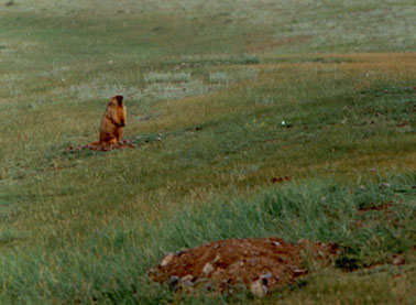 Marmota baibacina, color photo