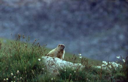 Marmota baibacina, color photo