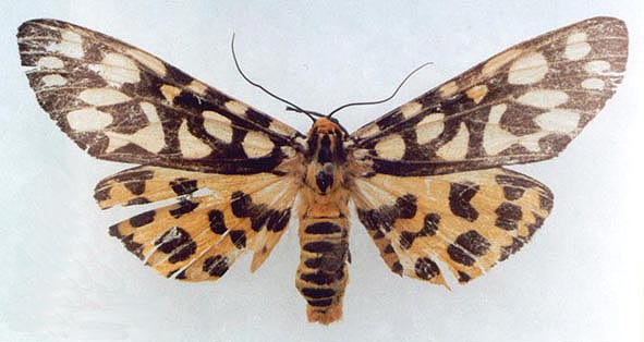 Aglaomorpha histrio coreana, color image