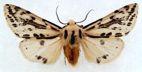 Alphaea melanostigma, color image