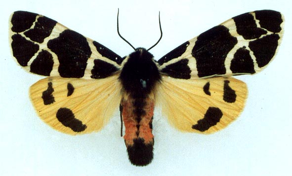 Arctia flavia, color image
