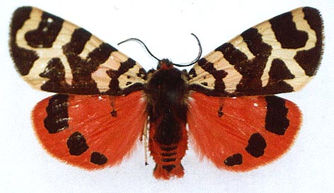 Arctia intercalaris, color image