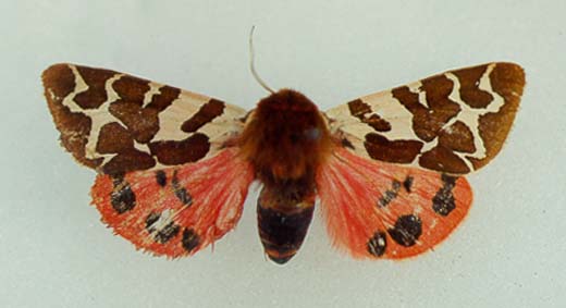 Arctia olschwangi, paratype, male, color image