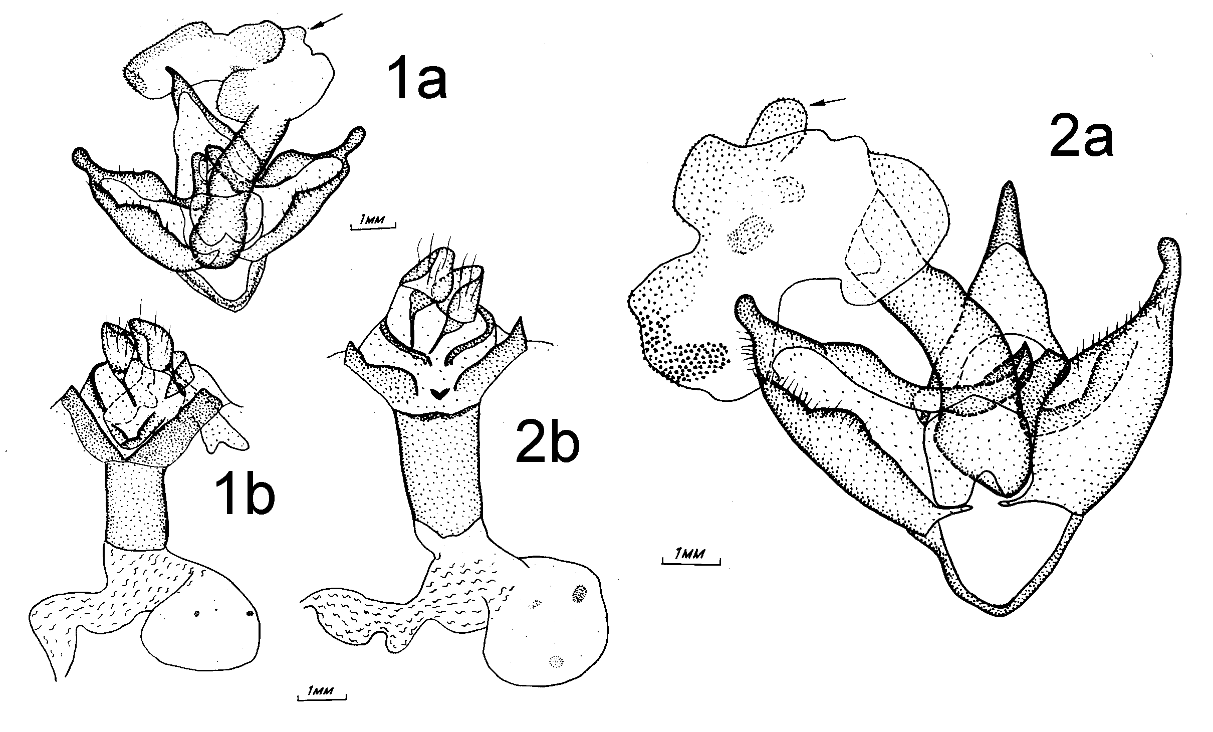 Arctia olschwangi and Arctia caja, male and female genitalia structure