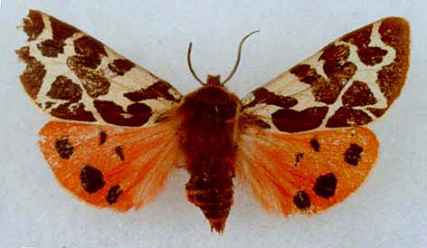 Arctia olschwangi, holotype, color image
