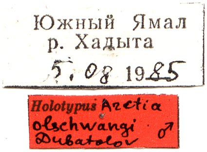 Arctia olschwangi holotype labels, color image