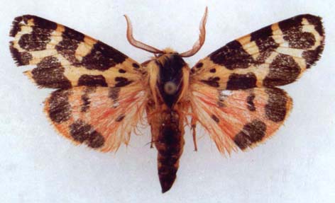 Atlantarctia ungemachi, color image