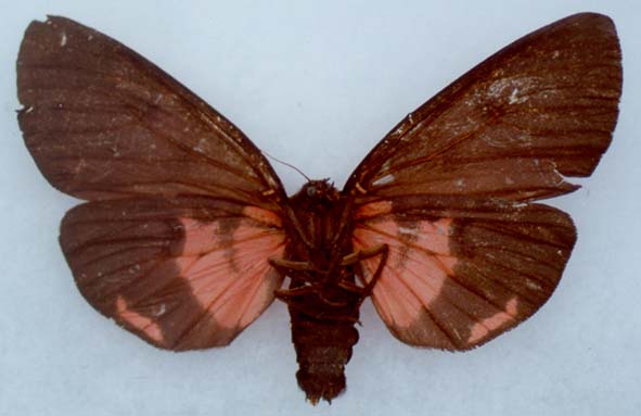 Axiopoena karelini, underside, color image