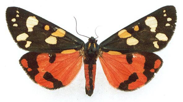 Callimorpha dominula dominula, color image