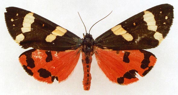 Callimorpha dominula philippsi, color image