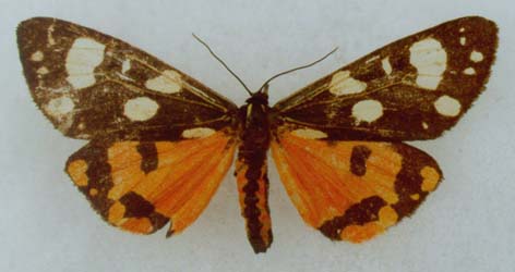 Callimorpha dominula swanetica, female, color image
