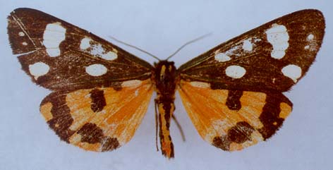 Callimorpha dominula swanetica, male, color image