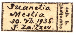 Callimorpha dominula swanetica, male labels, color image