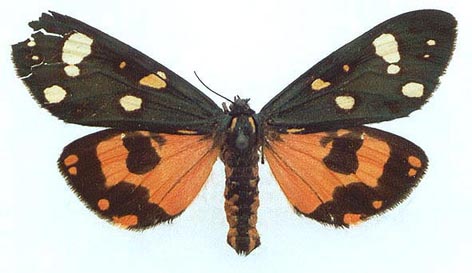 Callimorpha dominula teberdina, female, color image