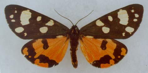 Callimorpha dominula teberdina, paralectotype, color image