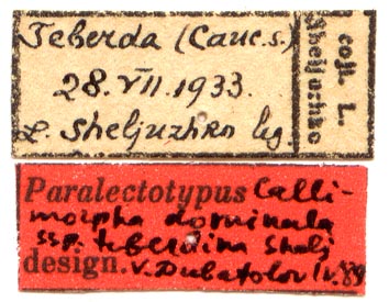 Callimorpha dominula teberdina paralectotype labels, color image