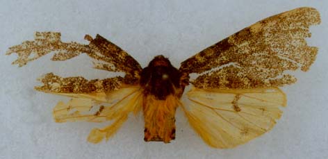 Carcinopyga lindti, holotype, color image