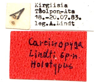 Carcinopyga lindti holotype labels, color image