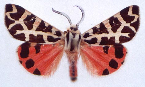 Centrarctia mongolica, color image