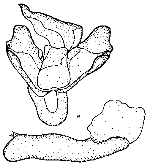 Cletis maculosa insularia topotype male genitalia
