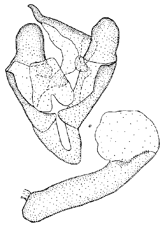 Chelis ferghana, holotype male genitalia