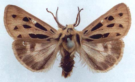 Chelis simplonica, color image