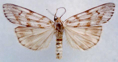 Coscinia bifasciata, color image