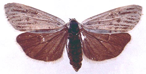 Coscinia cribaria, color image