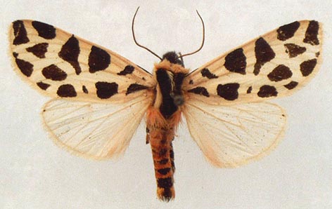 Cymbalophora Pudica Image