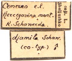 Male cotype labels, color image