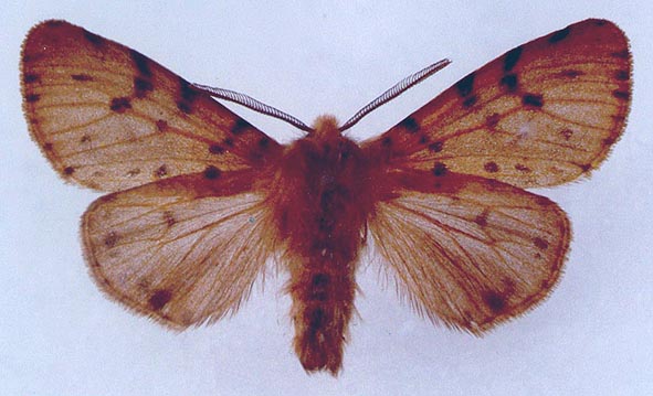 Spilosoma luctuosa djamila, cotype, color image