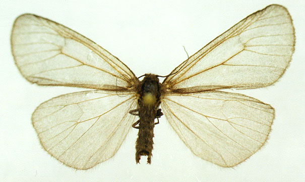 Dodia transbaikalensis, color image