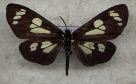 Gnophaelia latipennis, color image