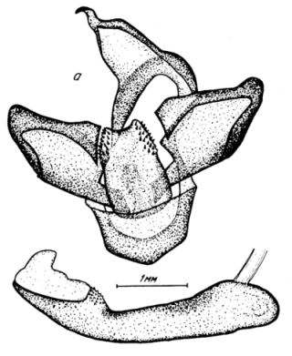 Holoarctia puengeleri perunovi, holotype male genitalia