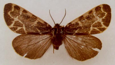 Holoarctia puengeleri perunovi, holotype, color image