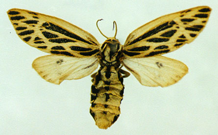 Female of Hyperborea czekanowskii, color image