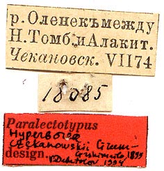 Hyperborea czekanowskii paratype labels